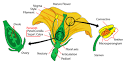 Flower - Wikipedia, the free encyclopedia