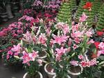 Kích thước của ảnh xem thử: - via Daymix