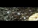 Dogs have plenty of places to romp at local parks - Worldnews.