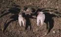 Crustaceans