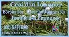 Common Juniper tea, Ceai din Ienupar, Boroka tea, Juniperus ...
