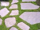 Irish Moss seeds