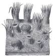 <b>Papilas gustativas</b>