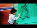 acoustico-lateralis system – Dictionary definition of acoustico ...