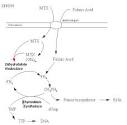 Biochemistry/<b>Methotrexate</b>