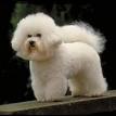 Bichon Frise Puppies for Sale