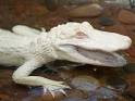 Albino Alligator