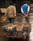How to get rid of cats?