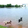 File:Acd diving.jpg - Wikipedia, the free encyclopedia