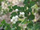 <b>Symphoricarpos</b> albus