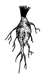 Xilopodios