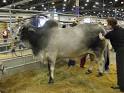 File:Brahman (Bos indicus).jpg - Wikipedia, the free encyclopedia