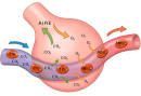 <b>Intercambio</b> de gases en un