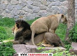 Bildergebnis für ‫سگ واقی وکربه واقی‬‎