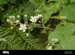 Image result for Rubus troiensis