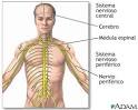 El <b>sistema nervioso periférico</b>