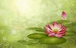 Colorful flowers wallpaper 84084