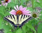 Macro butterfly photography - via Daymix
