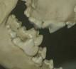 Carnassial - Wikipedia, the free encyclopedia