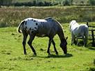 Strange markings on the horse. The land beyond appears to be a wet spot and - via Daymix
