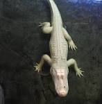 Albino Alligator - Vivarium Forums