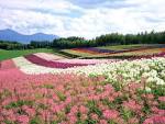 Japan Hokkaido Landscape - 1024x768px HD Wallpaper #12780 ...