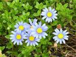My Blue Daisies - Flora and Fauna Image (19229273) - Fanpop