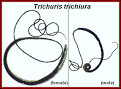 /~parasite/<b>trichuris</b>.html