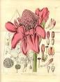 <b>Amomum</b>