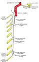 Inferior cervical ganglion - Wikipedia, the free encyclopedia