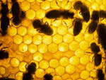 Honey Bees — Fotopedia - via Daymix