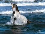Horse Wallpaper - Horses Wallpaper (1899102) - Fanpop fanclubs