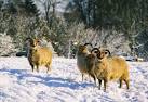 Soay Sheep in Elkstone - via Daymix