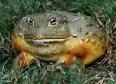 African Bullfrog