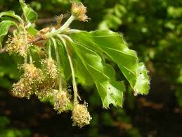 Bukva (Fagus silvatica)