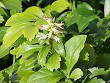 <b>Pachysandra</b>
