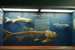 File:Clupeiformes 01.jpg - Wikipedia, the free encyclopedia