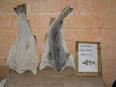 300px-Bacalhau.JPG