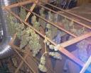 Dried Niagara Buds