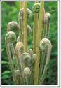 chris linder photography | teaching | fiddleheads