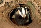 Badger