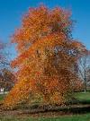 <b>Nyssa</b> sylvatica – black gum,
