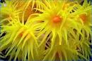 CORAL: ANIMAL, MINERAL OR VEGETABLE? - Coral Reefs - Ocean World