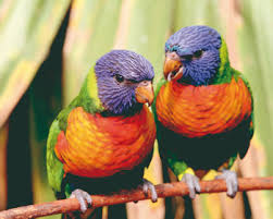 Résultat de recherche d'images pour "des oiseaux"