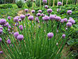 Allium schoenoprasum Chives PFAF Plant Database