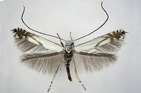 Attēlu rezultāti vaicājumam “Lyonetia prunifoliella”