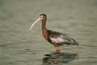 chihi)in breeding plumage - via Daymix