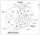 pages on each <b>amino acid</b>: