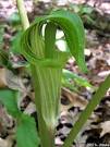 Garden Treasures - Natives