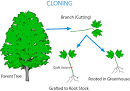 Making a new tree: